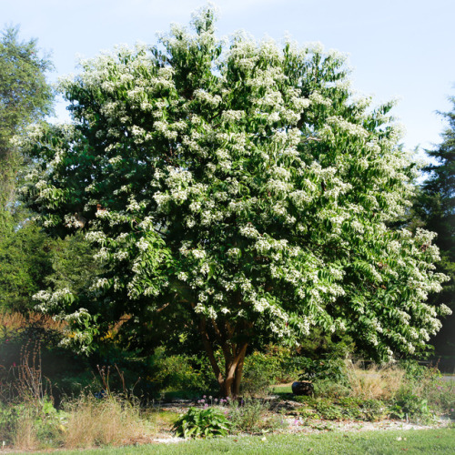 Seven Son Flower, Heptacodium miconioidesIn full bloom now to the delight of seemingly millions of b