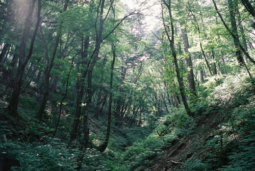joslo:  20130714_Karuizawa_Rollei35_Pro400H_06 by Jun Takeuchi on Flickr. 