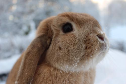 rabbitsoverload:Albus being photogenic �