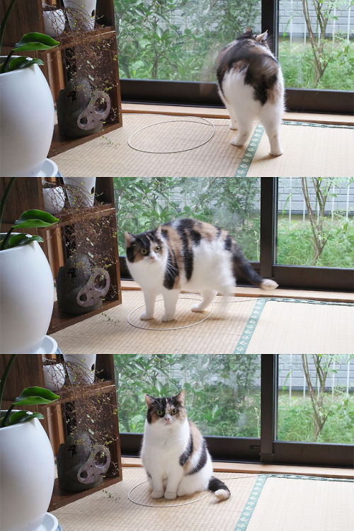 combeferret: absolutcute: source why do cats like to stand in things so much omg