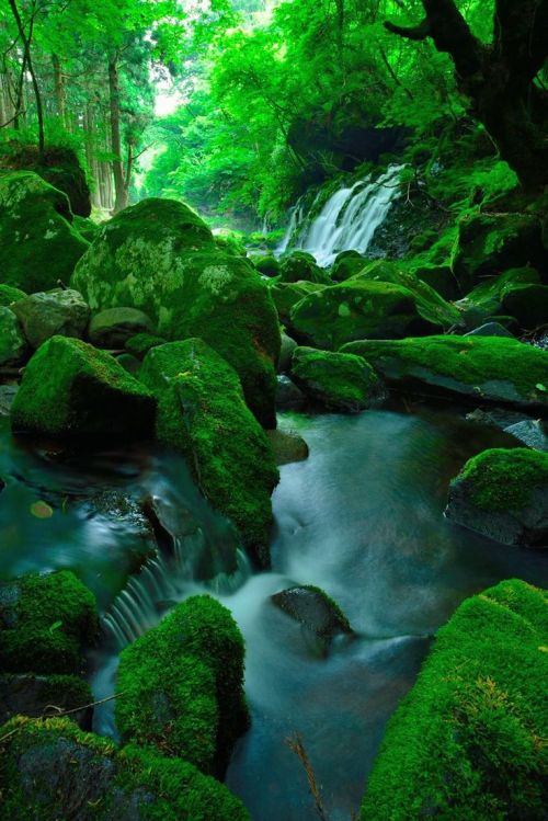 lifeisverybeautiful: Deep Green by Shun Oota via TOKYOCAMERACLUB