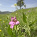 milknhoneyvalley: