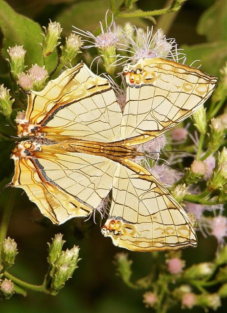 Map Butterfly, Cyrestis thyodamas, Nymphalidae