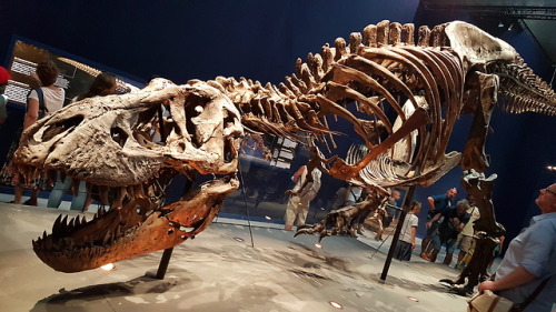 spinojp:Trix, the female Tyrannosaurus rex, exhibited at the Muséum National d'Histoire Natur
