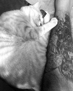 #cat #tattoos
