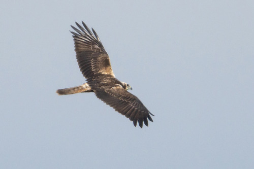 チュウヒ（Eastern Marsh Harrier）若鳥