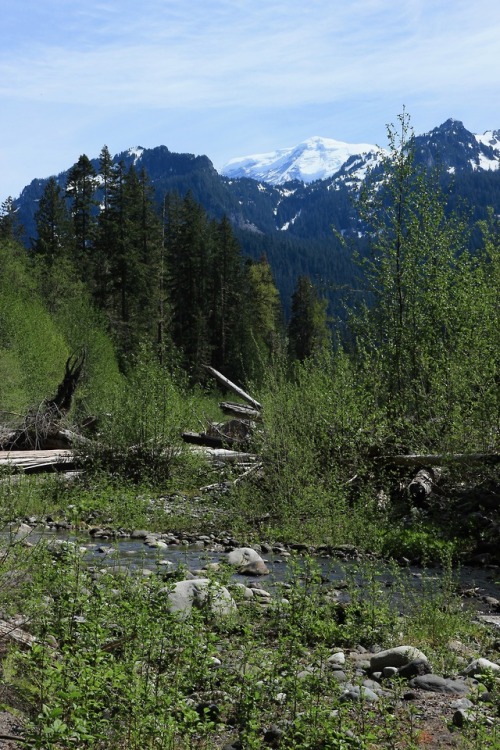 burningmine: Carbon River Trail, May 2019