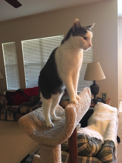 my bold boy butternut takes a stand.@mostlycatsmostly
