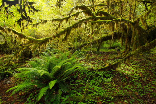 nubbsgalore:the hoh rainforest in washington’s olympic national park receives around fourteen feet o