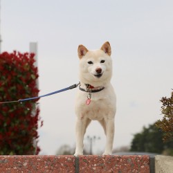 shiba500:  階段の上で勝ち誇る #shiba500 #shibainu #shibagram #shiba #柴犬