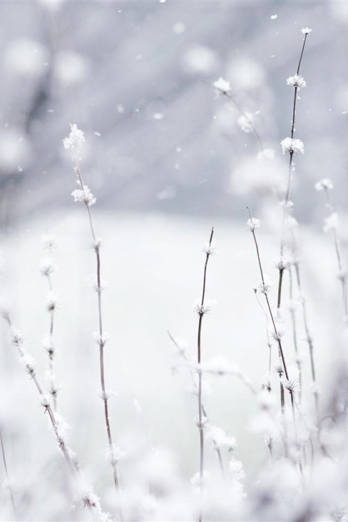 artemisdreaming:.looking deliciousthe snow falling softlysoftly.~IssaImage:  cotedecojardin.canalblo
