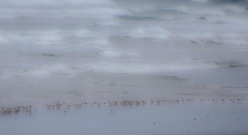 russell-tomlin:Sanderling at the Edge