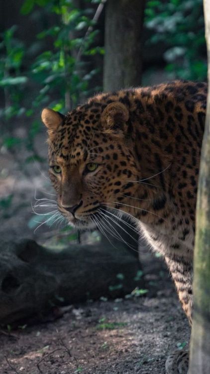 Wildlife, spots, Leopard, animal, 720x1280 wallpaper @wallpapersmug : ift.tt/2FI4itB - https