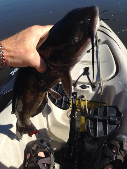 Beautiful Delaware river channel cat
