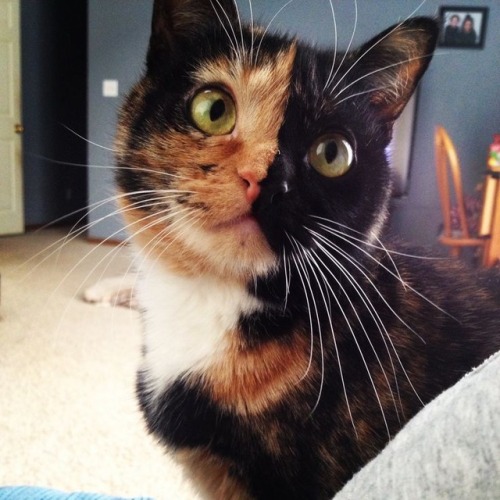 This has been a chimera cat appreciation post!!!