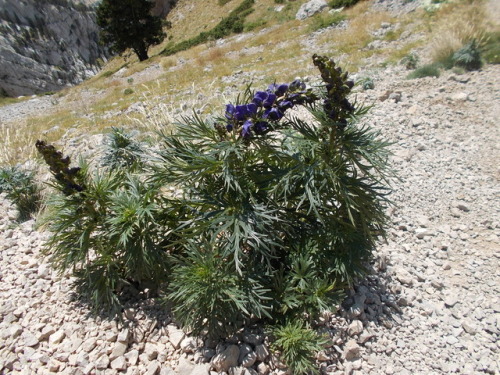 Monk´s-hood (Aconitum napellus)