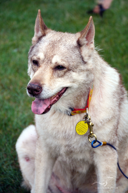 This handsome guy is representing Big East Akita Rescue - visit them online, like their Facebook, an