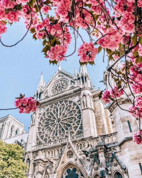 florealegiardini:Cathédrale Notre-Dame de Paris, France ~ Jennifer Tuffen/