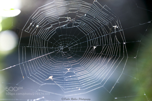 Spider’s Web by PabloRoblesNavarro