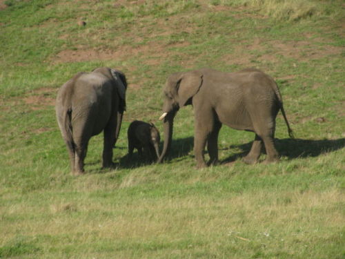 babby elephant