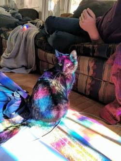 thenatsdorf:Rainbow kitty finds magical sunbeam. [madflak]