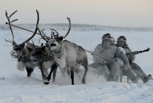 enrique262: Murmansk region, Russian Federation, 1st of february 2016. Reconnaissance unit members o