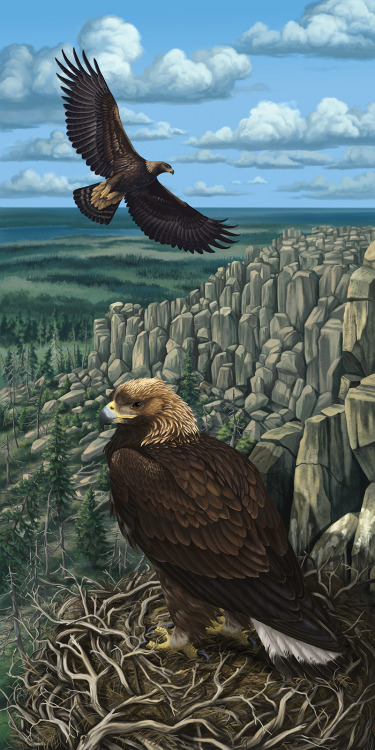 I think I’ve arrived at a tentative finish for the golden eagle illustration, 5+ adjustment layers l