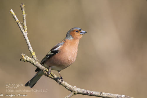 Chaffinch by Juergen_Daum