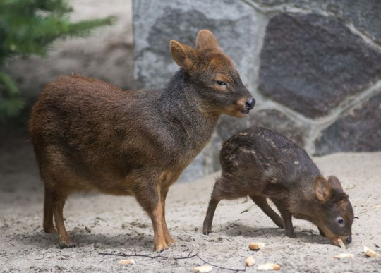 underappreciated deer species