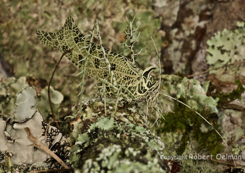 archiemcphee: Today the Department of Awesome Camouflage is wondering if there’s any creature 