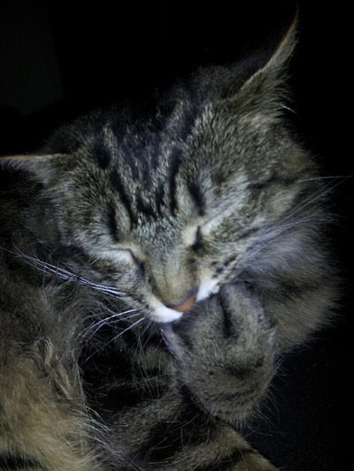 fuckyeahfelines!