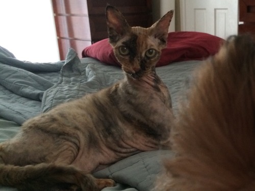 ryloism:which celebrity does my cat look like