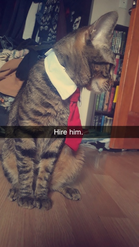 this-isnotmy-cat:  inkopolis-mutant:  this-isnotmy-cat:  WHERE CAN I BUY ONE  I bought this at Wish. com. 