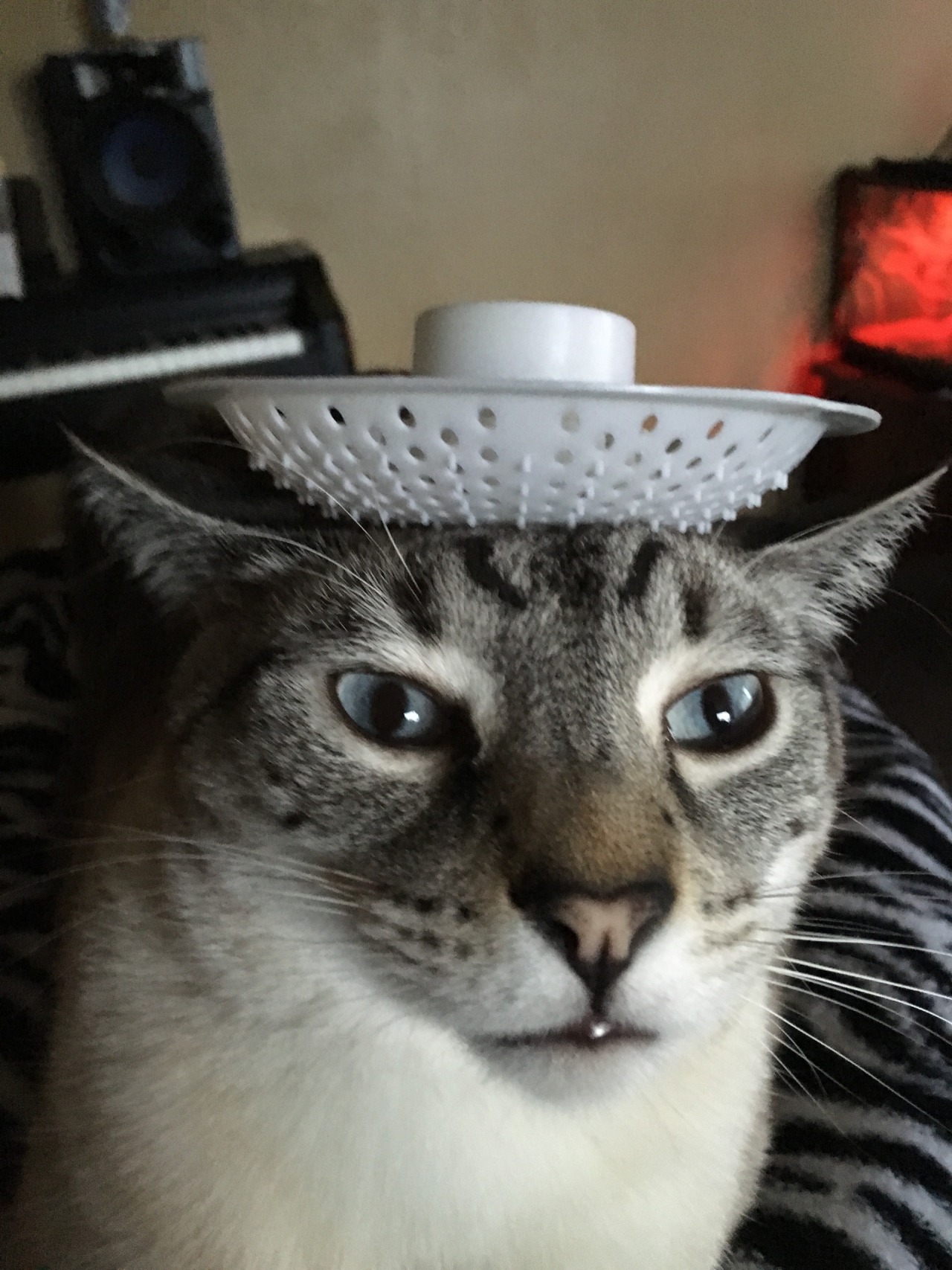unflatteringcatselfies:  Hannibal’s constant state is unflattering. Everyone loves