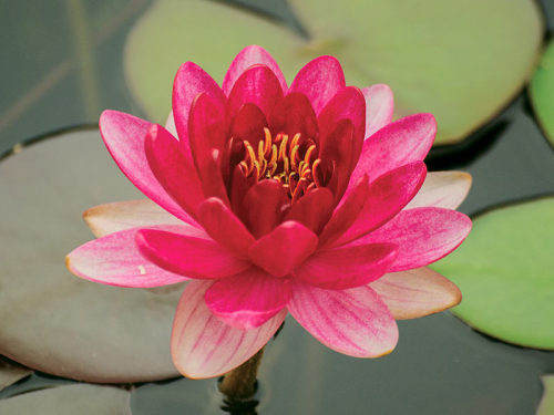 Nymphaea ‘Perry’s Baby Red’.