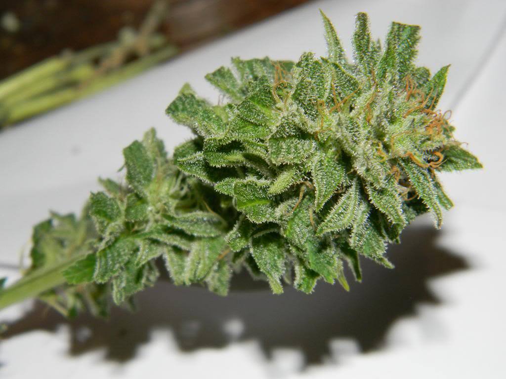 Weed Palace