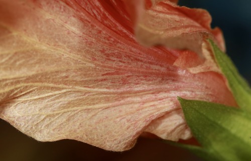 hibiscus flower