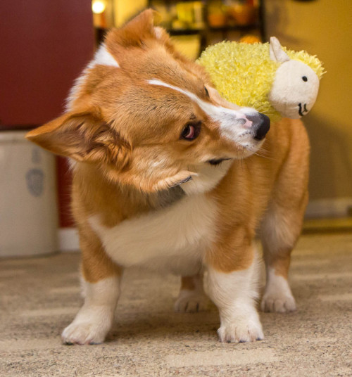 thefrogman:Otis shaking his sheep + high speed shutter = jiggly corgi face shenanigans. 