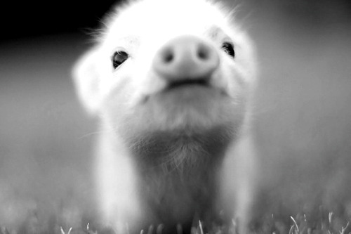a-mplexus:  piggy. 