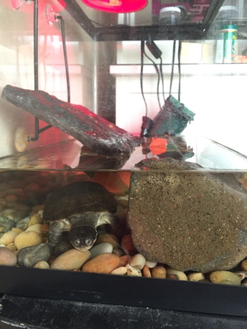 tort-time: javafern: Fishblr, what type of turtle is this? yep, I’d go with side neck …