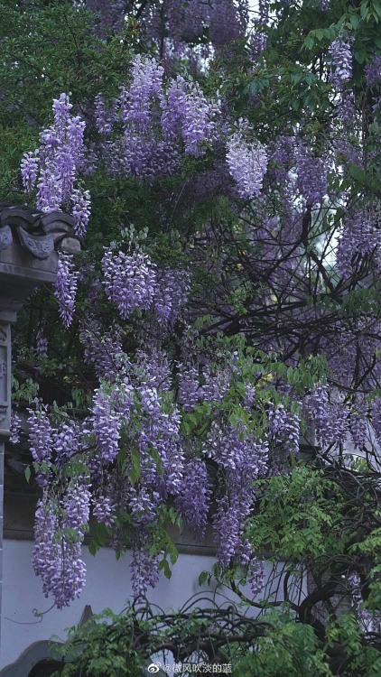 fuckyeahchinesegarden:wisteria blossoms in laomendong, nanjing by 微风吹淡的蓝