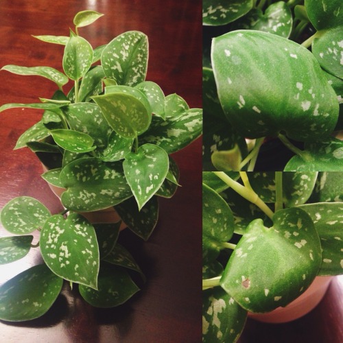 houseplantjournal:  Hello and thank you for the quick response! Here is a photo of my philodendron s