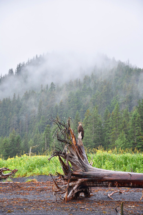 7.23.18 // juvenile bald eagle // AK