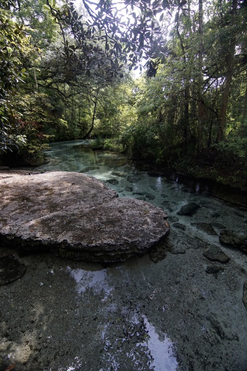 goodcopbearcop:Rock Springs really shows off the beauty of Florida’s Limestone. Rock Springs, Kelly 