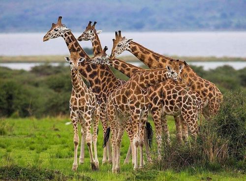 funnywildlife:#WildographyUganda Presents Endangered Rothschild Giraffe Family at Murchison Falls Na