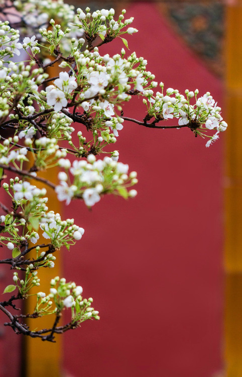Pear blossoms in the Forbidden City紫禁城.  Literally it should be called Purple Forbidden City, why om