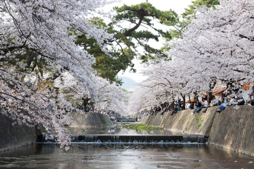 夙川の桜 by GENuine1986 on Flickr.