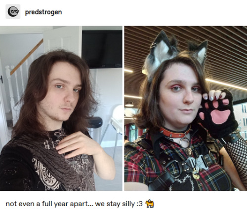 [ID: A screenshot of a post by @/predstrogen (notably deactivated), containing two images. The first image is of a masculine person with long hair looking at the camera. The second image is of the same person, now feminine, wearing cat ears and cat paw gloves. She looks noticeably happier. The images are captioned "not even a full year apart… we stay silly :3 [cat emoji]". /end ID]