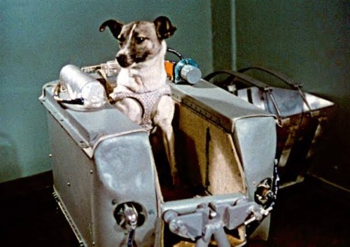 My Life As A Dog (1985) Dir. Lasse Hallstrm / Laika In 1957 / Laika, Wil Wagner / Laika In 1957 / First