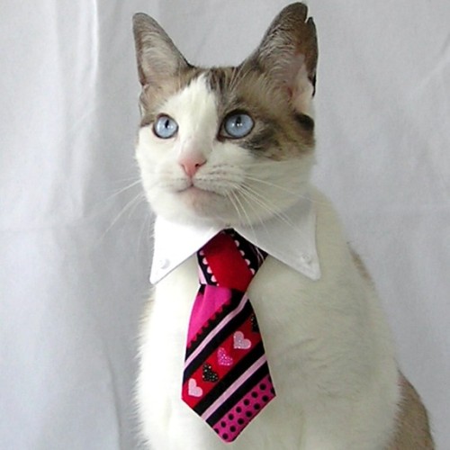 catsbeaversandducks:Successful Business Cats Who Have a Message for You“Bad news. I need you to work on Caturday.”Photos via Cats in Business Attire